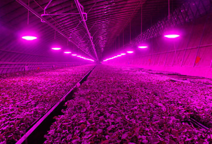 1616402970403250.png 植物照明.png